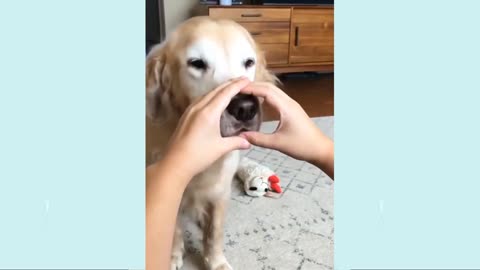 🤣Funny Dog Videos 2021🤣 🐶 It's time to LAUGH with Dog's life