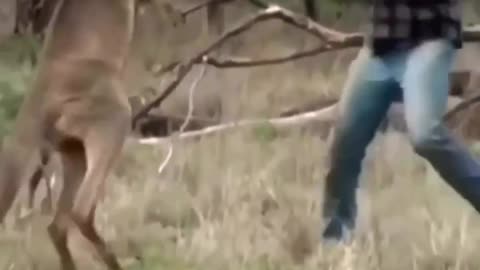 Fighting kangaroo