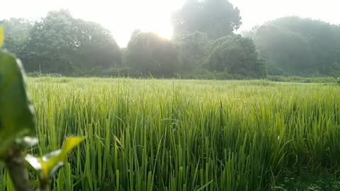 GOOD MORNING Video | Beautiful Sunrise | Nature Status