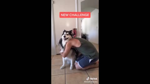 Video of cats and dogs reacting to food / Cute animal moments