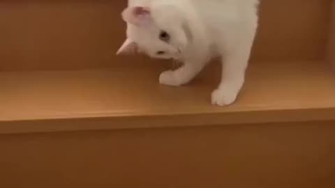 Funny cat