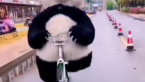 Funny panda riding a cycle😃😁🤣