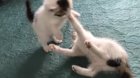 Cute cat video 🐈😺