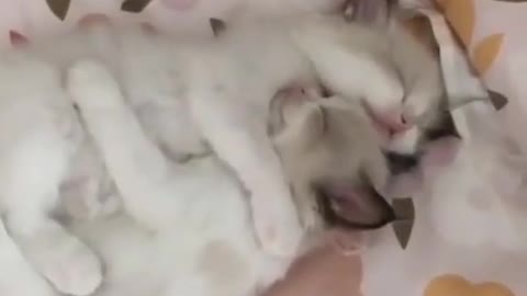 Cute sleeping cats