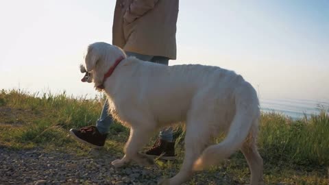 Young female walking with retriever dog on the path at sunset near the sea