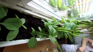 spinach time-lapse