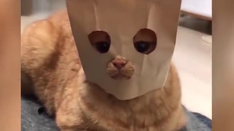 Funny cat video