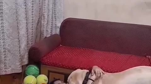 Lady kissing her dog badly romance 💘 | going viral