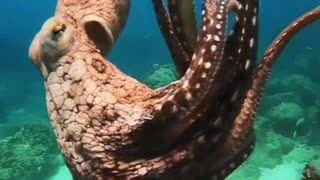 Cool Octopus