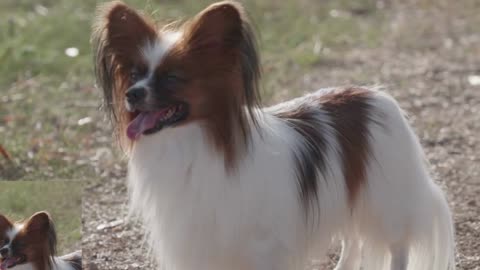 CUTE DOG 4 : "Enchanting Moments with Adorable Hairy Dogs: Fluff, Love, and Wagging Tails"