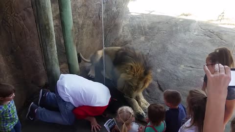 Lion at the Sedgwick County Zoo!!!