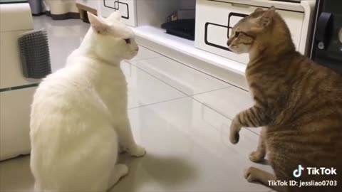 Cats talking and singing playfully hahaha