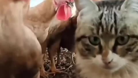 Cat vs Chicken: Watch What Happens Next and Get Ready to Laugh in 2023#syl_vester #ukraine #reels