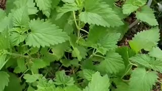 Catnip, yes it is medicine for people too, here is why