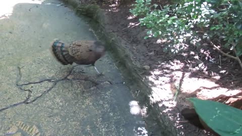 Grey Peacock Pheasant Call - Beautiful Bird