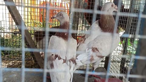 beautiful pigeon Dove breeds|| Dove like pigeon for sale|| pure white and brown pigeon breeds