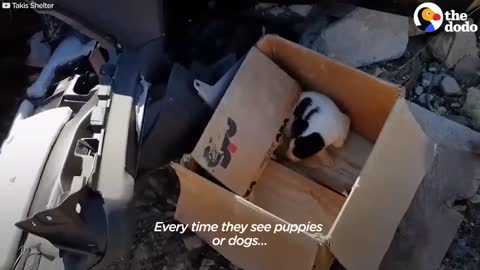 Guy Finds Three Adorable Puppies Abandoned In A Box | The Dodo