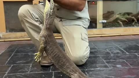 Monitor lizard exercise day wow can he dance and make me dance