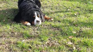 Little and Large, Bernese Mountain Dog and Jack Russell