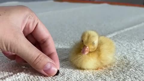 Call Ducks are the smallest Domestic Ducks