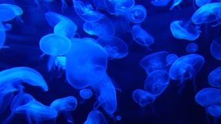 Underwater jellyfish