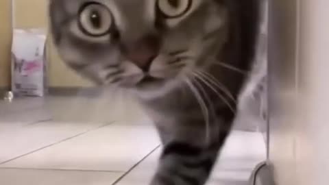 Funniest cat video 2023