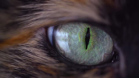 Wild cat eye.... awesome seen