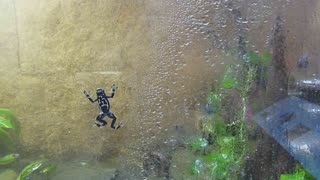 Mexican poisonous toads