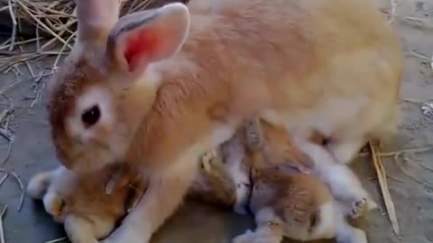 A bunny feeding her babies