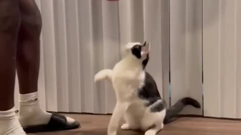 Intelligent Cat Knows All Tricks