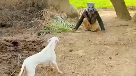 Animal prank dog #animal#funny😁😁😁😁😁