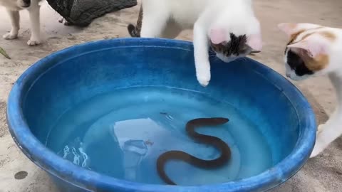 cat playing with snake #viral cat vs snake