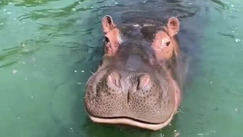 A hippopotamus