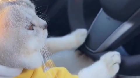 Meow meow cat driving a car |