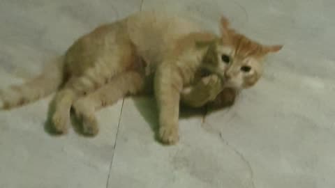 ChraliCute#cutepupy#cat#funny#funnyvideo#love#romantic#adult#