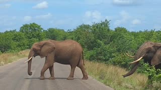 Herd of Elephants Crosses Road