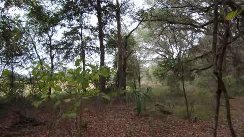 Florida Trail Hike from Pruitt Trailhead to Ross Prairie Part 1