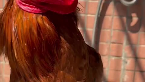 funny cock. Cute animal video |animal videos | animals funny videos