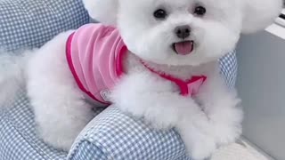 Cute puppy with his style