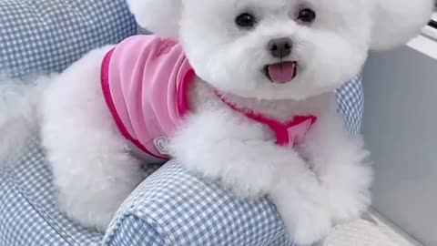 Cute puppy with his style