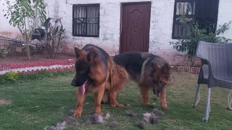 German shepherd Mating