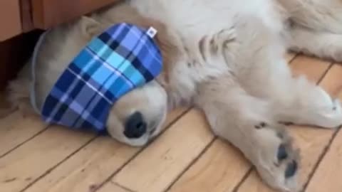 Pampered puppy gets some much needed beauty rest