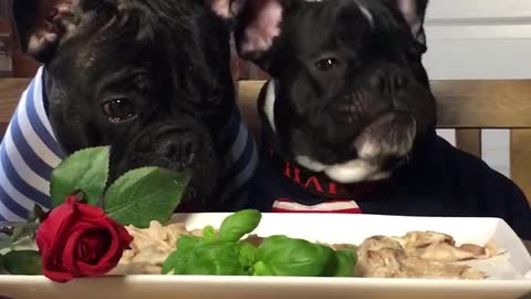 French Bulldogs enjoy Valentine's Day dinner
