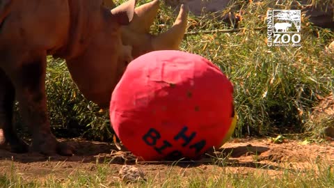 Black Rhino Kendi Celebrates His 1st Birthday - Cincinnati Zoo