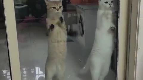 Cats dance
