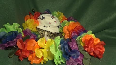This Cat Hid under the Flowers