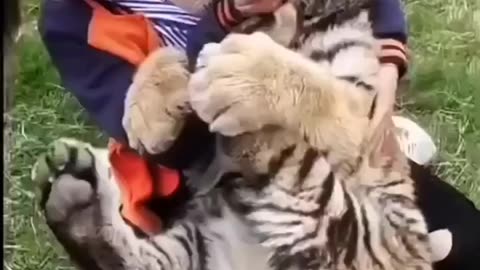 Naughty little guy, the Busiest Tiger InThe Zoo