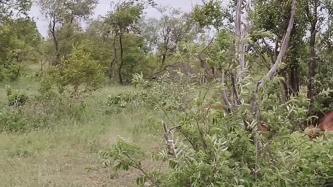 Impala Rams Fighting | Animal Videos