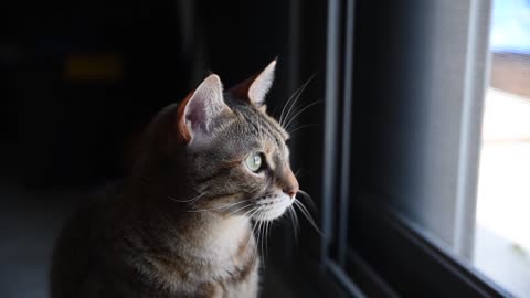 The cat looking out the window is gorgeous