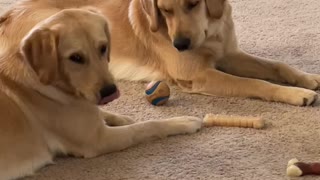 Golden Retriever Preciously Shares Her Toy